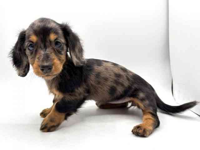 奈良県のミニチュアダックスフンド(ロング) (ひごペットフレンドリー田原本店/2026年2月1日生まれ/女の子/シルバーダップル)の子犬の2枚目の画像