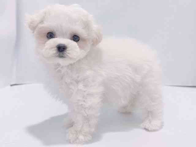 大阪府のマルプー(マルチーズ×プードル) (ひごペットフレンドリーイズミヤショッピングセンター千里丘店/2026年2月1日生まれ/女の子/ホワイト)の子犬の2枚目の画像