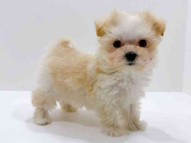 広島県のマルプー(マルチーズ×プードル) (ひごペットフレンドリーフジグラン神辺店/2026年2月1日生まれ/男の子/クリーム)の子犬の2枚目の画像