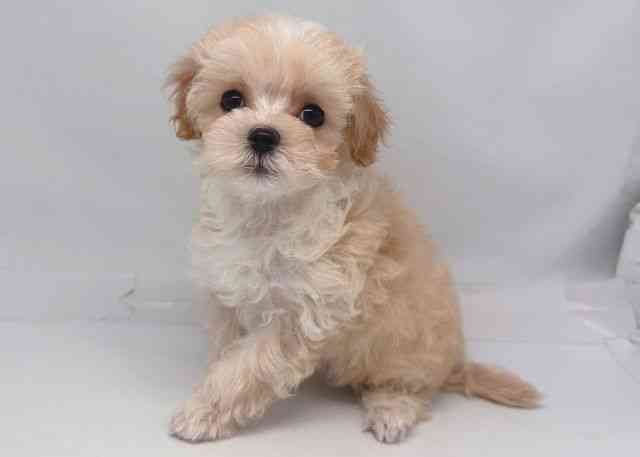 鳥取県のハーフ犬・ミックス犬 (ひごペットフレンドリーイオンモール鳥取北店/2026年1月30日生まれ/女の子/クリーム)の子犬の2枚目の画像