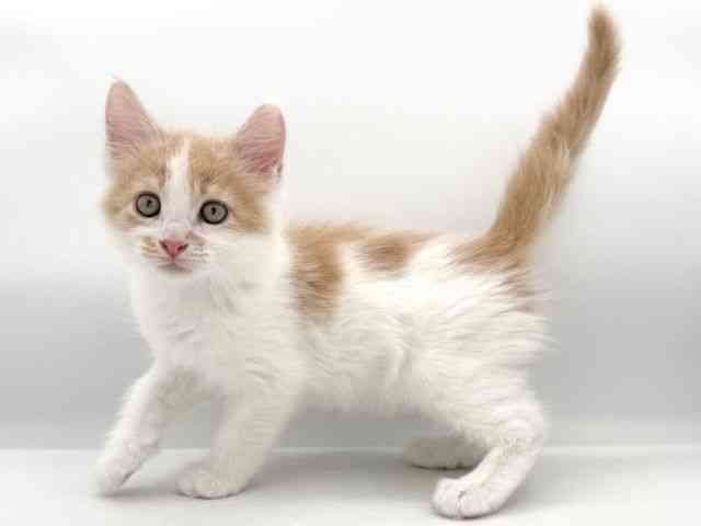 大阪府のメインクーン (ひごペットフレンドリーイオンそよら海老江店/2026年1月30日生まれ/男の子/クリームタビーホワイト)の子猫の2枚目の画像