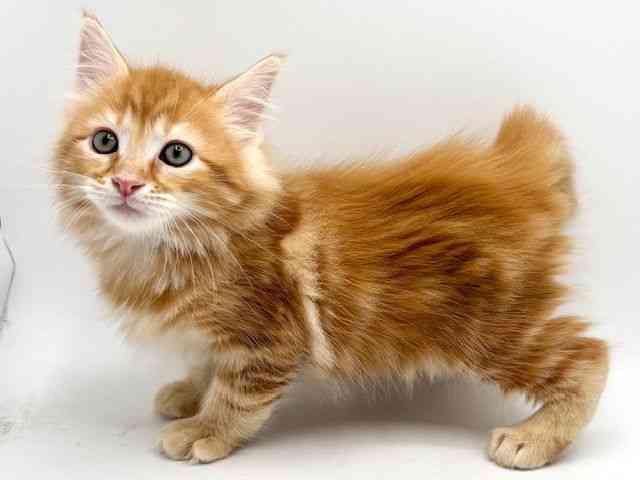 大阪府のメインクーン (ひごペットフレンドリーみのおキューズモール店/2026年1月30日生まれ/男の子/レッドタビー)の子猫の2枚目の画像