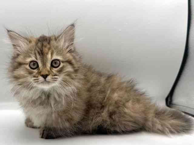 愛知県のミヌエット (ひごペットフレンドリープライムツリー赤池店/2026年1月27日生まれ/女の子/ブラウンパッチドマッカレルタビーホワイト)の子猫の2枚目の画像