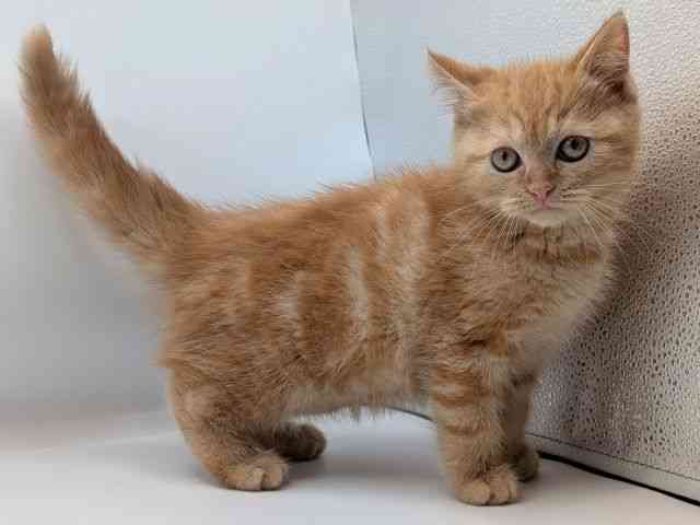 香川県のミヌエット (ひごペットフレンドリーゆめタウン高松店/2026年1月27日生まれ/男の子/レッドタビー)の子猫の2枚目の画像