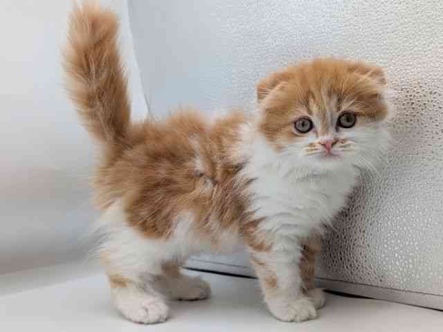 香川県のスコティッシュフォールド (ひごペットフレンドリーゆめタウン高松店/2026年1月27日生まれ/男の子/レッドタビーホワイト)の子猫の2枚目の画像