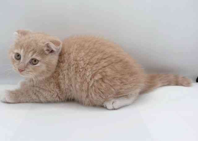 島根県のスコティッシュフォールド (ひごペットフレンドリーイオン松江ショッピングセンター店/2026年1月30日生まれ/男の子/クリームマッカレルタビーホワイト)の子猫の2枚目の画像