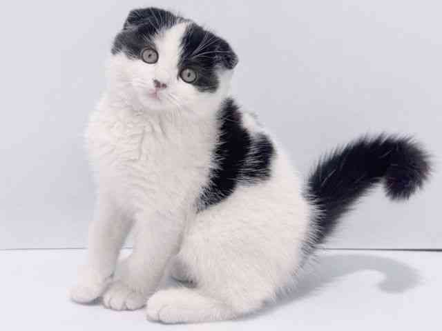 大阪府のスコティッシュフォールド (ひごペットフレンドリーイズミヤショッピングセンター千里丘店/2026年1月30日生まれ/男の子/ブラックスモークホワイト)の子猫の2枚目の画像