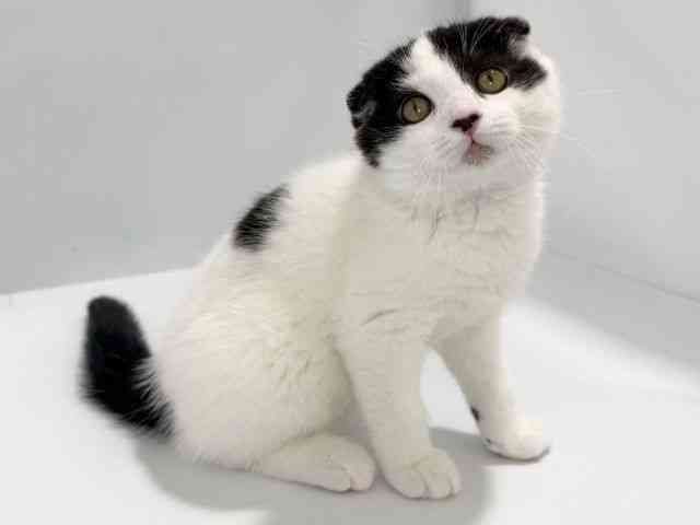 大阪府のスコティッシュフォールド (ひごペットフレンドリーイズミヤショッピングセンター千里丘店/2026年1月30日生まれ/男の子/ブラックスモークホワイト)の子猫の2枚目の画像