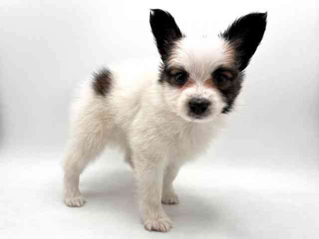 奈良県のパピヨン (ひごペットフレンドリー田原本店/2026年2月1日生まれ/女の子/ホワイトブラウン)の子犬の2枚目の画像