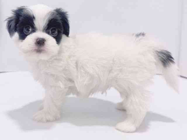 大阪府のハーフ犬・ミックス犬 (ひごペットフレンドリーイズミヤショッピングセンター千里丘店/2026年1月31日生まれ/男の子/パーティーカラー)の子犬の2枚目の画像