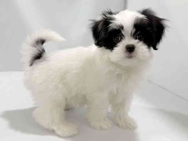 大阪府のハーフ犬・ミックス犬 (ひごペットフレンドリーイズミヤショッピングセンター千里丘店/2026年1月31日生まれ/男の子/パーティーカラー)の子犬の2枚目の画像