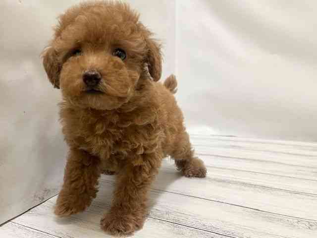 和歌山県のトイプードル(トイ) (ひごペットフレンドリーパームシティ和歌山店/2026年1月30日生まれ/女の子/レッドフォーン)の子犬の2枚目の画像