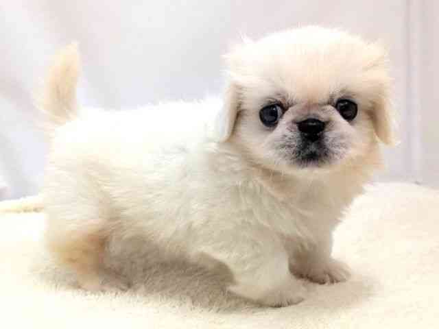 広島県のペキニーズ (ひごペットフレンドリーゆめタウン廿日市店/2026年1月25日生まれ/男の子/ホワイト)の子犬の2枚目の画像