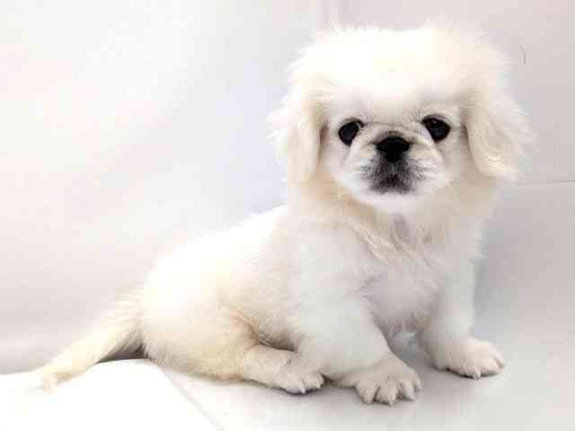 広島県のペキニーズ (ひごペットフレンドリーゆめタウン廿日市店/2026年1月25日生まれ/男の子/ホワイト)の子犬の2枚目の画像