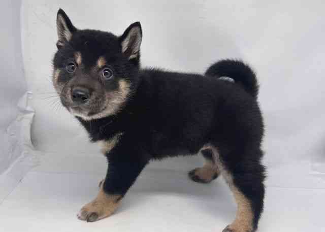 鳥取県の柴犬(標準サイズ) (ひごペットフレンドリーイオンモール鳥取北店/2026年2月1日生まれ/男の子/黒)の子犬の2枚目の画像