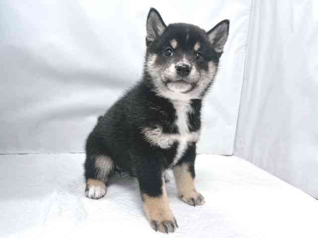 大阪府の柴犬(標準サイズ) (ひごペットフレンドリー堺プラットプラット店/2026年2月1日生まれ/女の子/黒)の子犬の2枚目の画像