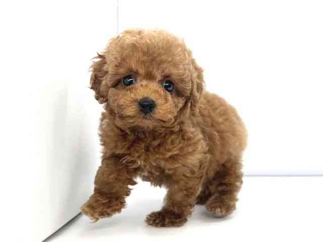 兵庫県のトイプードル(トイ) (ひごペットフレンドリーイオンタウン加古川店/2026年1月31日生まれ/女の子/レッドフォーン)の子犬の2枚目の画像