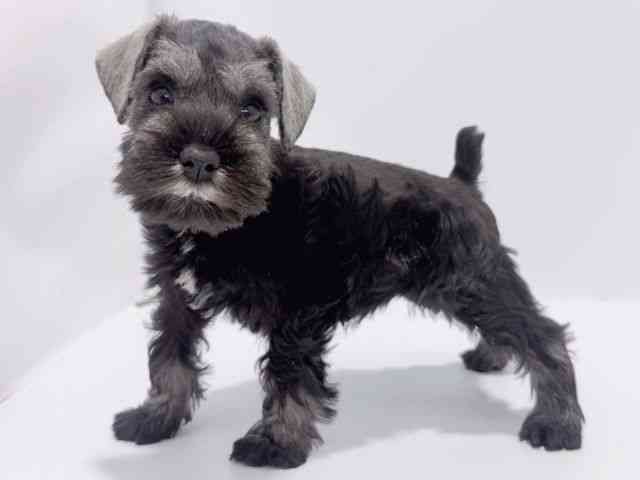 大阪府のミニチュアシュナウザー (ひごペットフレンドリーイズミヤショッピングセンター千里丘店/2026年1月30日生まれ/女の子/ソルトペッパー)の子犬の2枚目の画像