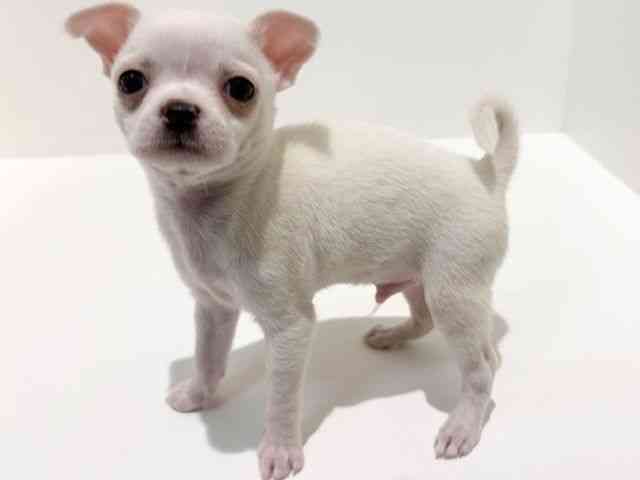 大阪府のチワワ(スムース) (ひごペットフレンドリーイオン高槻店/2026年1月31日生まれ/男の子/ホワイト)の子犬の2枚目の画像