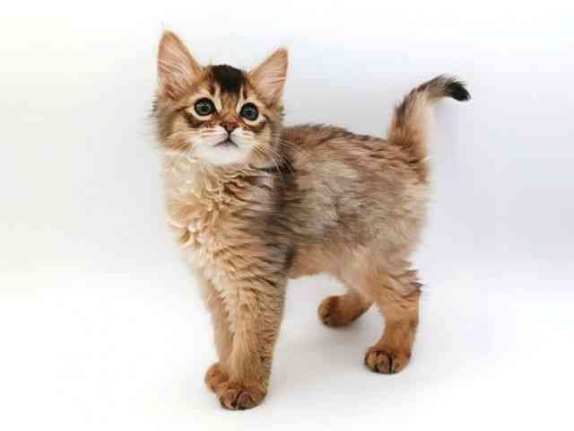 大阪府のソマリ (ひごペットフレンドリー泉ヶ丘店/2026年1月27日生まれ/女の子/ルディ)の子猫の2枚目の画像