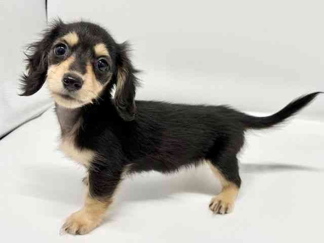 大阪府のミニチュアダックスフンド(ロング) (ひごペットフレンドリーイオンタウン豊中庄内店/2026年1月31日生まれ/女の子/ブラックイエロー)の子犬の2枚目の画像