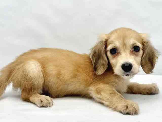 大阪府のミニチュアダックスフンド(ロング) (ひごペットフレンドリーイトーヨーカドー津久野店/2026年1月31日生まれ/女の子/シェーデットイエロー)の子犬の2枚目の画像