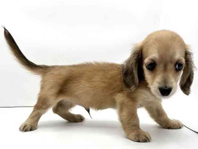 兵庫県のミニチュアダックスフンド(ロング) (ひごペットフレンドリークラウンパーク伊丹店/2026年1月31日生まれ/男の子/シェーデットイエロー)の子犬の2枚目の画像