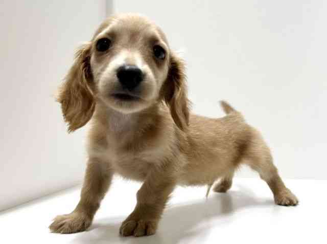 愛知県のミニチュアダックスフンド(ロング) (ひごペットフレンドリーららぽーと名古屋みなとアクルス店/2026年1月31日生まれ/男の子/ゴールド)の子犬の2枚目の画像