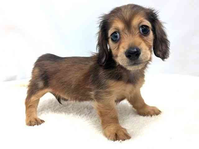 広島県のミニチュアダックスフンド(ロング) (ひごペットフレンドリーゆめタウン廿日市店/2026年1月30日生まれ/女の子/シェーデットレッド)の子犬の2枚目の画像