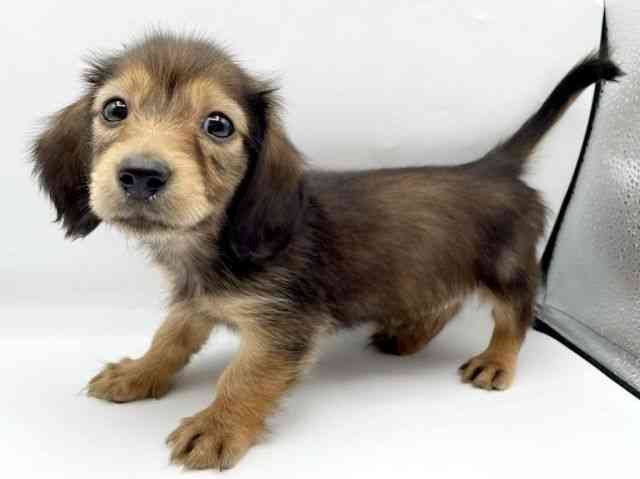 奈良県のミニチュアダックスフンド(ロング) (ひごペットフレンドリートナリエ大和高田店/2026年1月30日生まれ/女の子/シェーデットレッド)の子犬の2枚目の画像