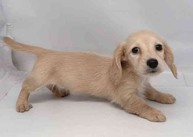 鳥取県のミニチュアダックスフンド(ロング) (ひごペットフレンドリーイオンモール鳥取北店/2026年1月30日生まれ/女の子/イエロー)の子犬の2枚目の画像