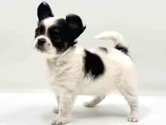 愛知県のチワワ(ロング) (ひごペットフレンドリープライムツリー赤池店/2026年1月31日生まれ/女の子/ホワイトブラック)の子犬の2枚目の画像