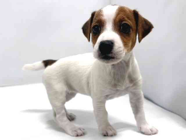 奈良県のジャックラッセルテリア (ひごペットフレンドリー奈良パワーシティ店/2026年1月30日生まれ/女の子/ホワイトタン)の子犬の2枚目の画像