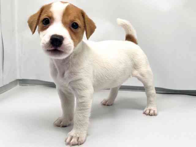 京都府のジャックラッセルテリア (ひごペットフレンドリー洛北阪急スクエア店/2026年1月30日生まれ/女の子/ホワイトタン)の子犬の2枚目の画像