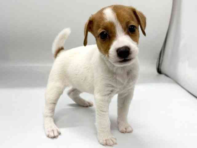 京都府のジャックラッセルテリア (ひごペットフレンドリー京都店/2026年1月30日生まれ/女の子/ホワイトタン)の子犬の2枚目の画像