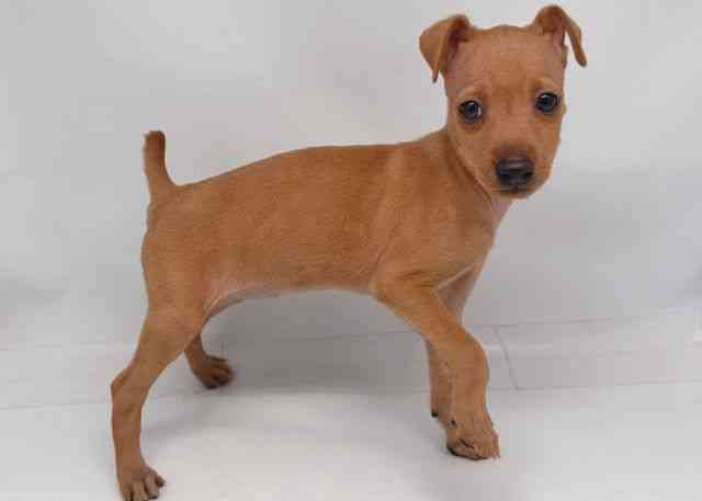 鳥取県のミニチュアピンシャー (ひごペットフレンドリーイオンモール鳥取北店/2026年2月1日生まれ/女の子/レッド)の子犬の2枚目の画像