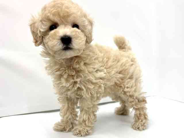 大阪府のトイプードル(トイ) (ひごペットフレンドリーイオンタウン茨木太田店/2026年1月30日生まれ/女の子/ペールフォーン)の子犬の2枚目の画像