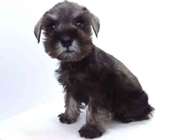 大阪府のミニチュアシュナウザー (ひごペットフレンドリーいこらもーる泉佐野店/2026年2月1日生まれ/男の子/ソルトペッパー)の子犬の2枚目の画像