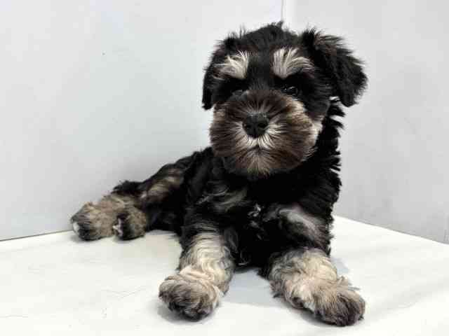 大阪府のミニチュアシュナウザー (ひごペットフレンドリーセブンパーク天美店/2026年1月30日生まれ/女の子/ブラックシルバー)の子犬の2枚目の画像