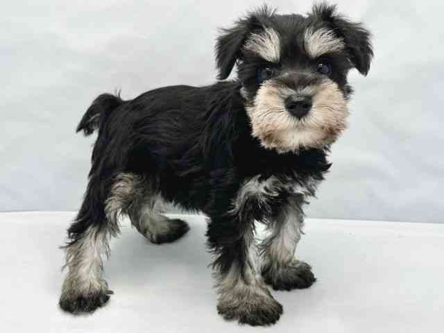 大阪府のミニチュアシュナウザー (ひごペットフレンドリーイトーヨーカドー津久野店/2026年1月30日生まれ/女の子/ブラックシルバー)の子犬の2枚目の画像