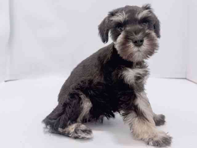 大阪府のミニチュアシュナウザー (ひごペットフレンドリーイズミヤショッピングセンター千里丘店/2026年1月30日生まれ/女の子/ブラックシルバー)の子犬の2枚目の画像