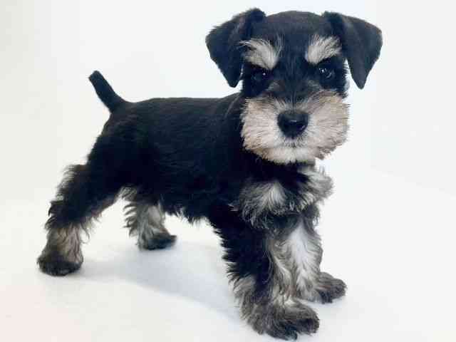 大阪府のミニチュアシュナウザー (ひごペットフレンドリーアクロスプラザ住之江店/2026年1月30日生まれ/男の子/ブラックシルバー)の子犬の2枚目の画像