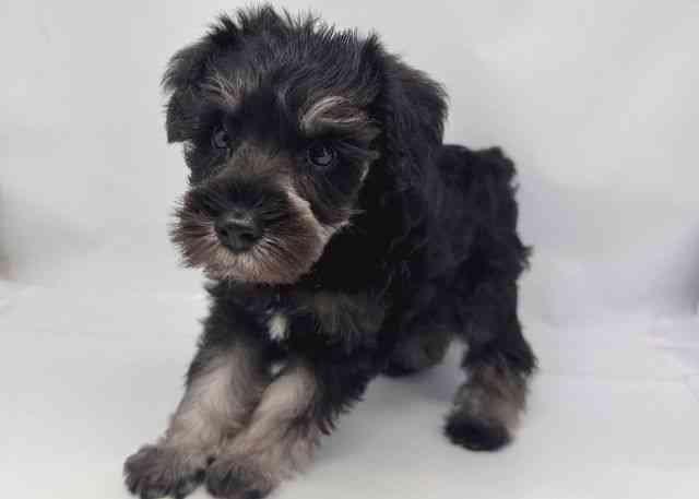 鳥取県のミニチュアシュナウザー (ひごペットフレンドリーイオンモール鳥取北店/2026年1月30日生まれ/男の子/ブラックシルバー)の子犬の2枚目の画像