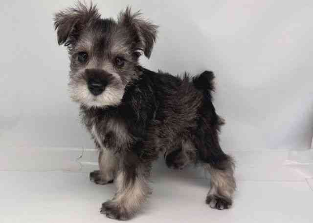 鳥取県のミニチュアシュナウザー (ひごペットフレンドリーイオンモール鳥取北店/2026年1月30日生まれ/男の子/ソルトペッパー)の子犬の2枚目の画像