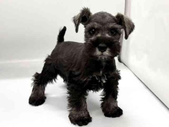 京都府のミニチュアシュナウザー (ひごペットフレンドリー京都店/2026年1月30日生まれ/男の子/ソルトペッパー)の子犬の2枚目の画像