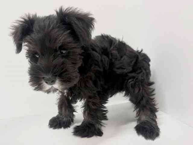 奈良県のミニチュアシュナウザー (ひごペットフレンドリーイオンモール橿原ウエスト・ビレッジ店/2026年1月30日生まれ/男の子/ブラックシルバー)の子犬の2枚目の画像