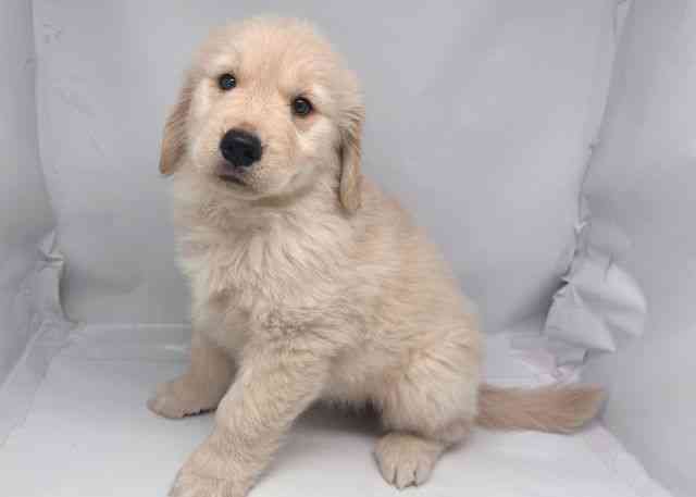 鳥取県のゴールデンレトリバー (ひごペットフレンドリーイオンモール鳥取北店/2026年1月29日生まれ/女の子/クリーム)の子犬の2枚目の画像