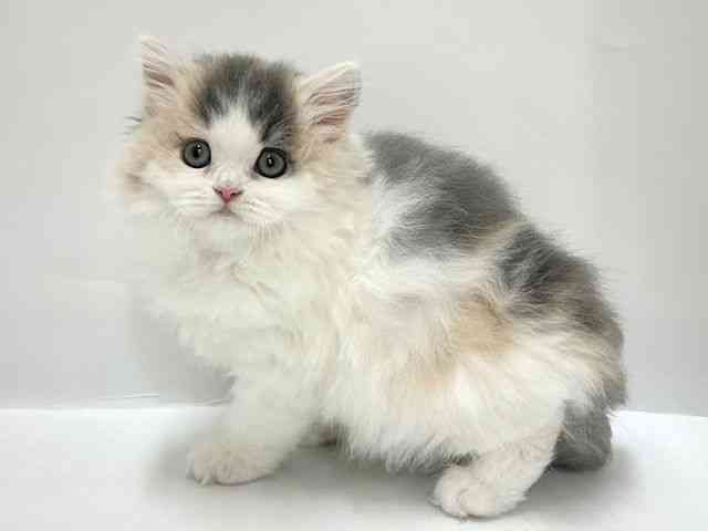 大阪府のスコティッシュフォールド (ひごペットフレンドリーアクロスプラザ住之江店/2026年1月24日生まれ/女の子/ブルーパッチドタビーホワイト)の子猫の2枚目の画像