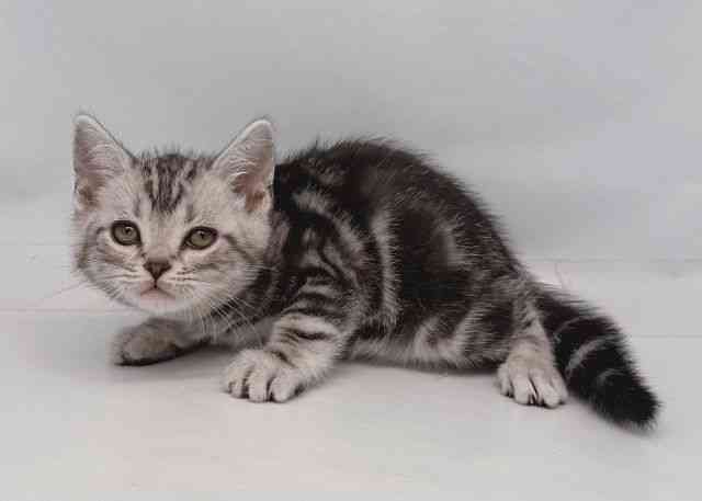 鳥取県のアメリカンショートヘアー (ひごペットフレンドリーイオンモール鳥取北店/2026年2月1日生まれ/男の子/シルバータビー)の子猫の2枚目の画像