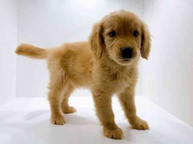 広島県のゴールデンレトリバー (ひごペットフレンドリーフジグラン神辺店/2026年1月27日生まれ/男の子/ゴールデン)の子犬の2枚目の画像